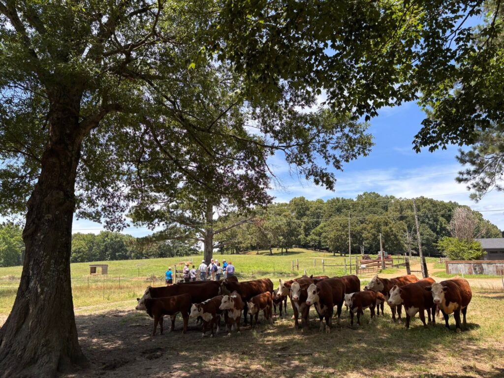 Beef Hereford cattle in a pasture